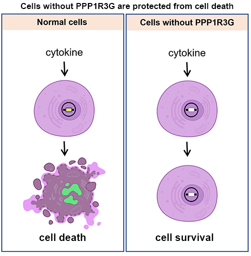 Cell death graphic